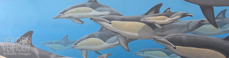 'Maternity visit', common dolphins, painting Jeroen Verhoeff
