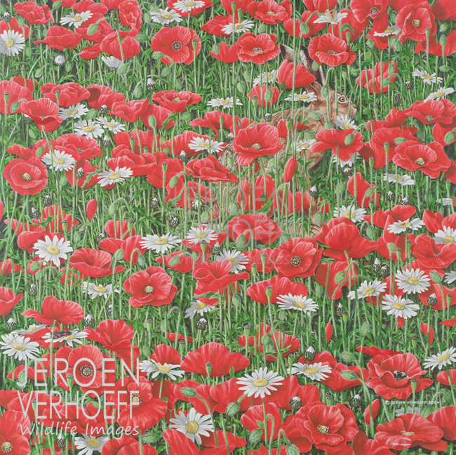 'Hare and poppies', hare painting Jeroen Verhoeff