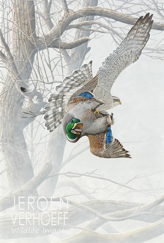 'Duck hunt' goshawk painting Jeroen Verhoeff