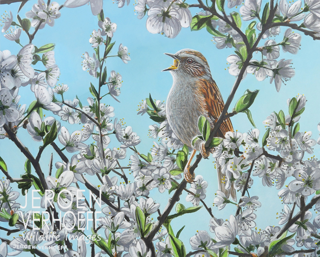 'Spring song' dunnock painting Jeroen Verhoeff