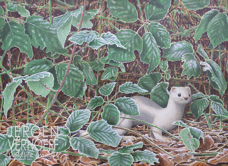 'King of the meadow', stoat painting Jeroen Verhoeff