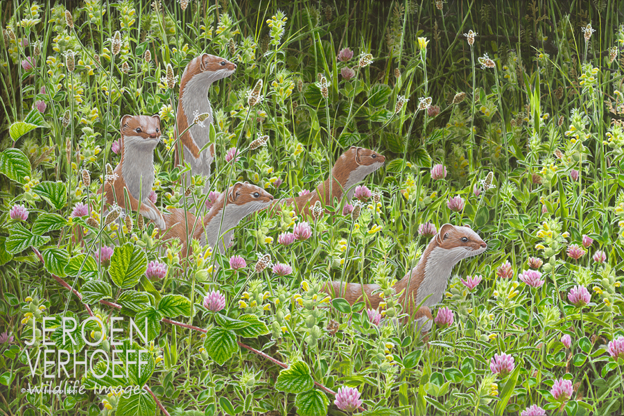 'Hunting practice', stoat family, wildlife art painting Jeroen Verhoeff