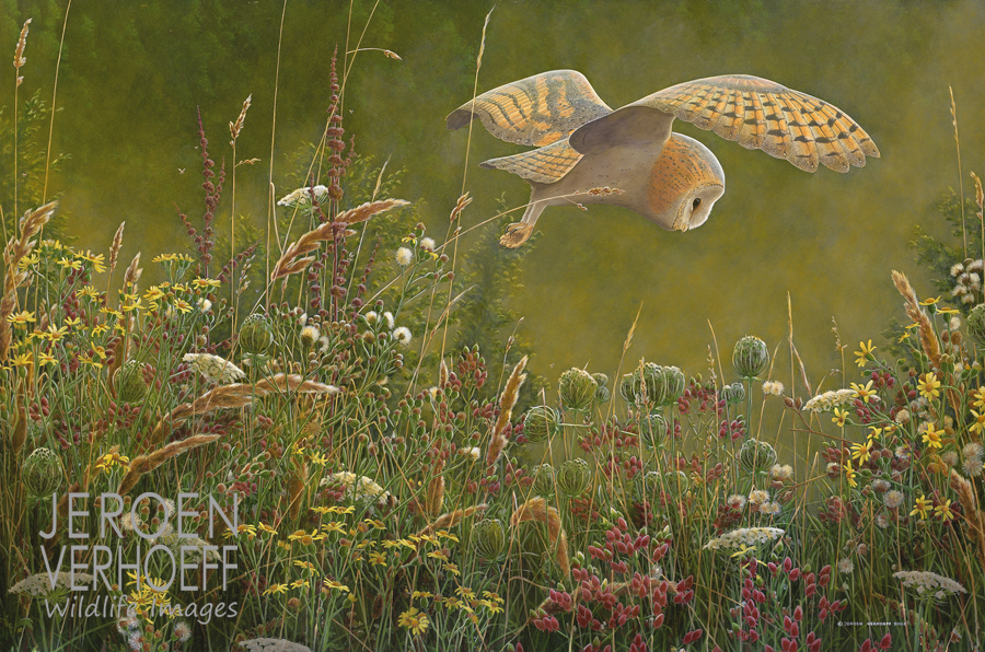 'Orange dusk', barn owl painting Jeroen Verhoeff