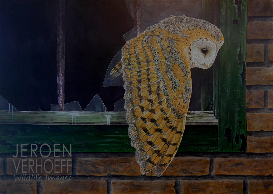 'Late evening stretch', barn owl painting Jeroen Verhoeff