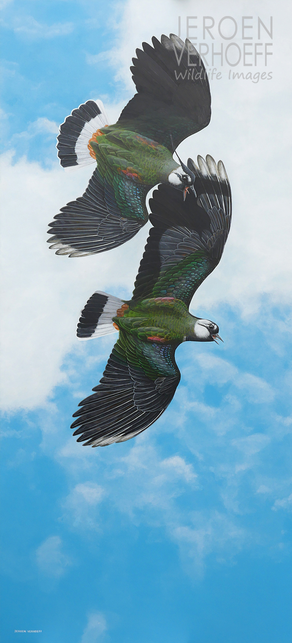 'Spring squabble', lapwing painting Jeroen Verhoeff