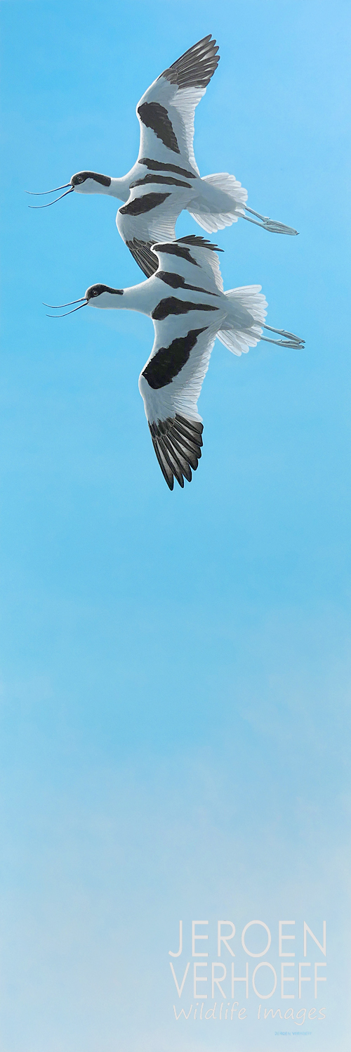 'Alarm', avocets painting Jeroen Verhoeff