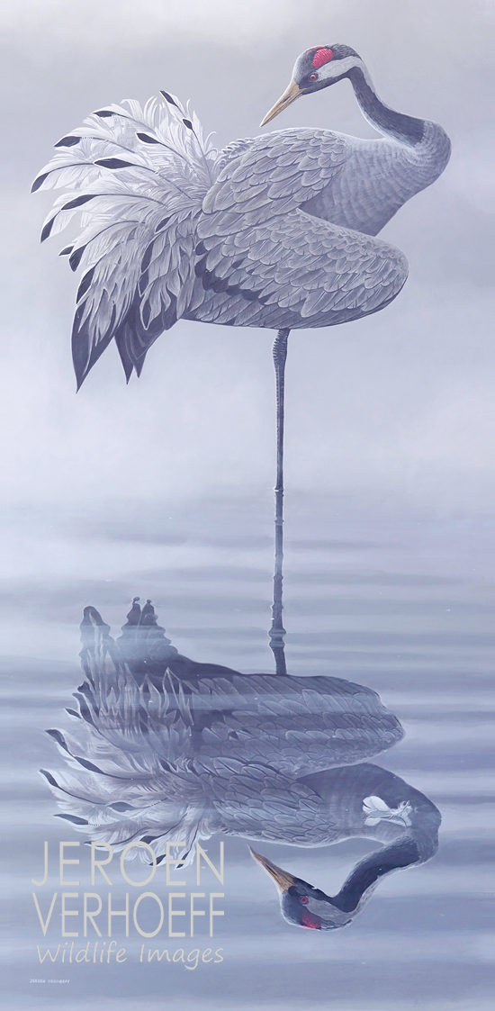 'Preening', Eurasian crane painting Jeroen Verhoeff 'Preening', Eurasian crane painting Jeroen Verhoeff