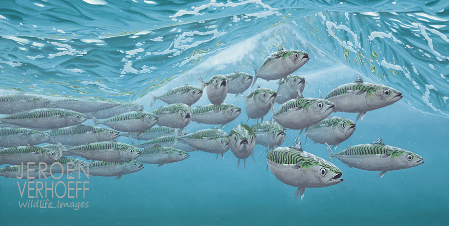 'Green in blue', atlantic mackerel painting Jeroen Verhoeff