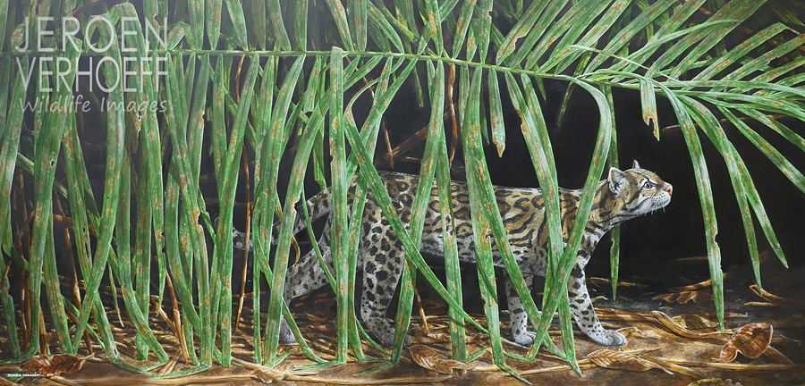 'Dappled', Ocelot painting Jeroen Verhoeff