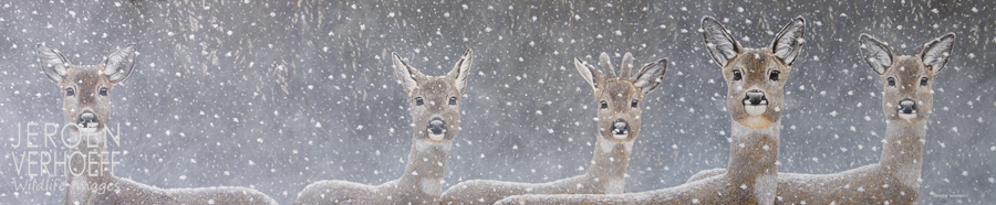 'Snowy roe deer', painting Jeroen Verhoeff