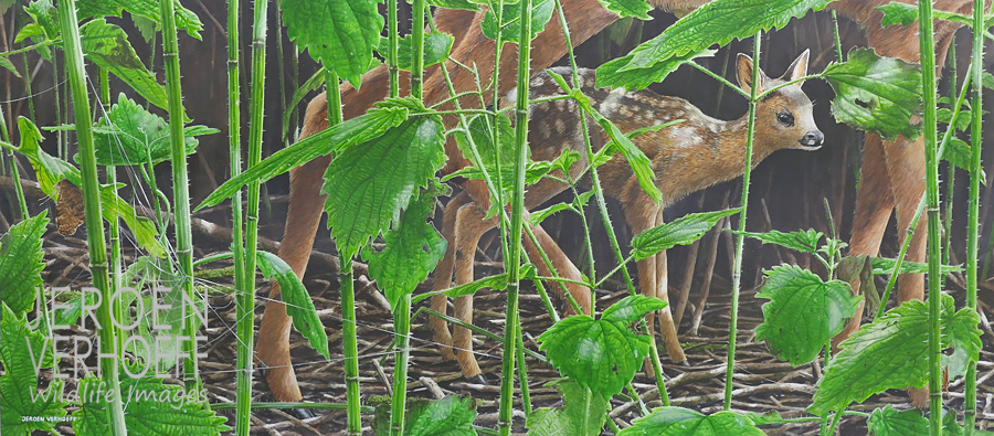 'In the nettle forest', roe deer fawn, painting Jeroen Verhoeff