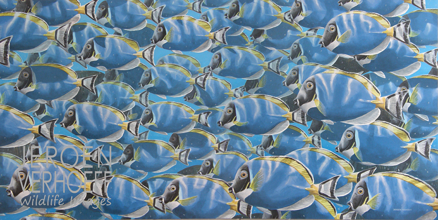 ‘Blue, black, yellow and white’, surgeonfish painting Jeroen Verhoeff