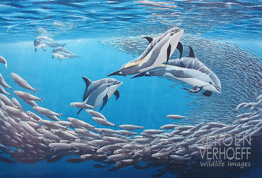 'After dinner playtime', atlantic white-sided dolphins painting Jeroen Verhoeff