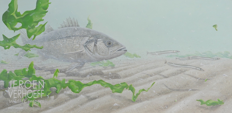 'Surf hunter', sea bass, painting Jeroen Verhoeff