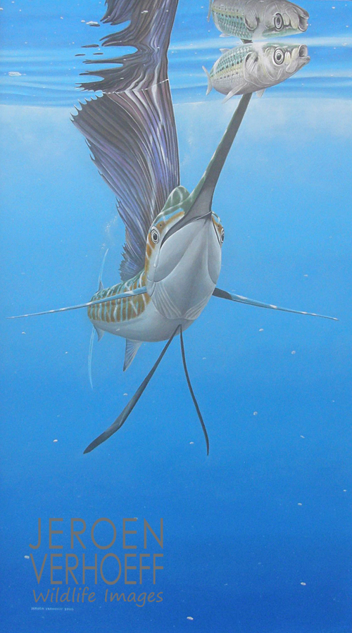 'Last one', sailfish painting Jeroen Verhoeff 'Last one', sailfish painting Jeroen Verhoeff