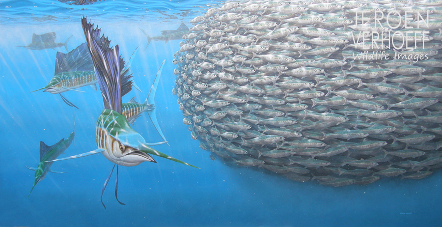 'Circling', sailfish and baitball painting Jeroen Verhoeff