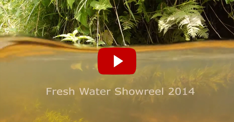 Jeroen Verhoeff Dutch freshwater wildlife showreel 2014