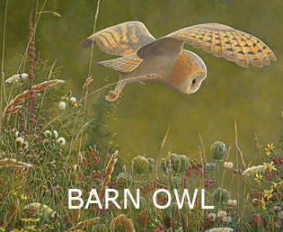 Barn owl prints
