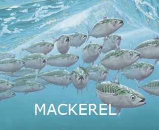 Mackerel print