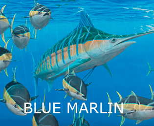 Blue marlin print